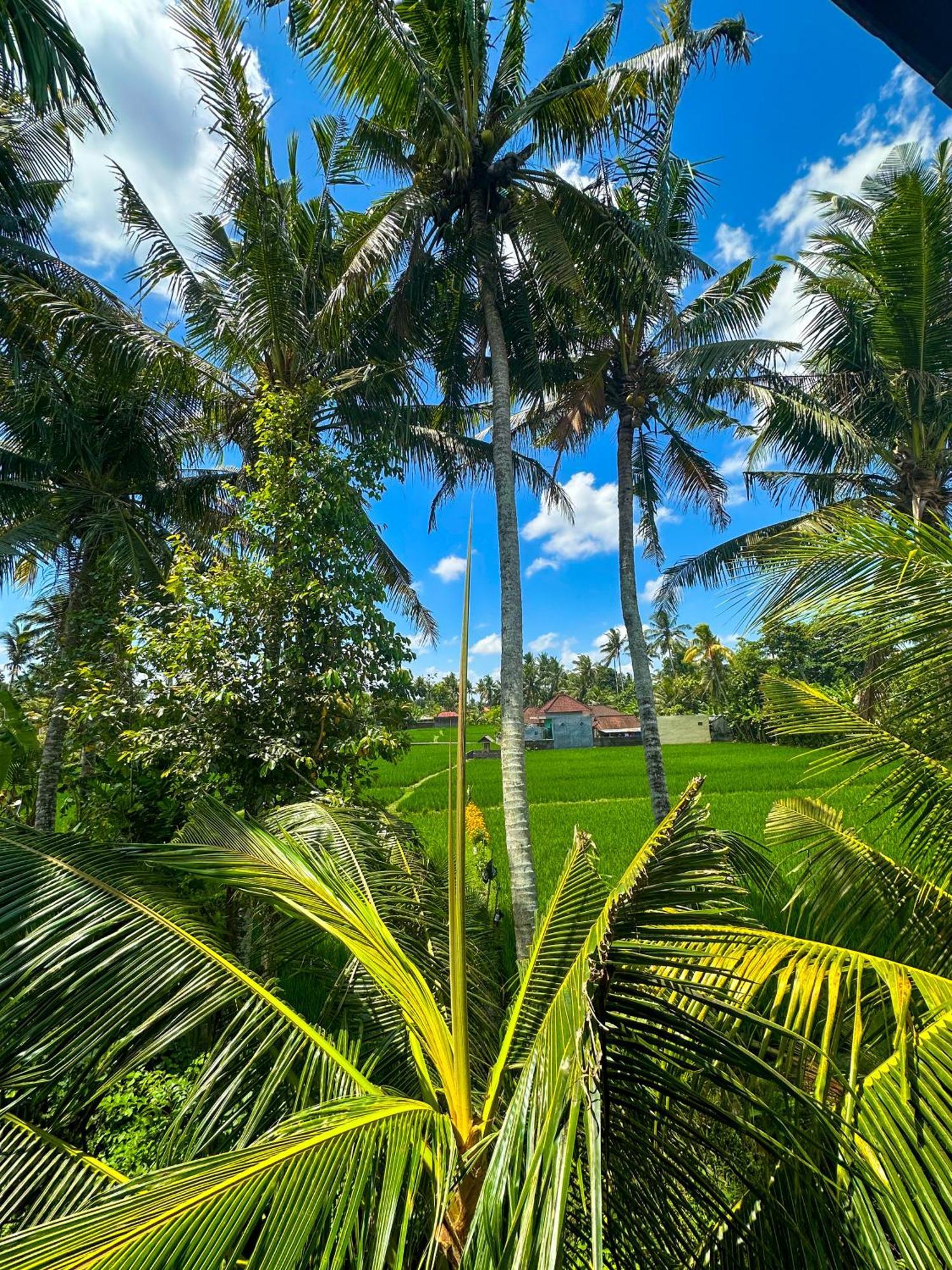 Nunu Bali Eco Friendly Retreat Hotel Canggu Екстериор снимка