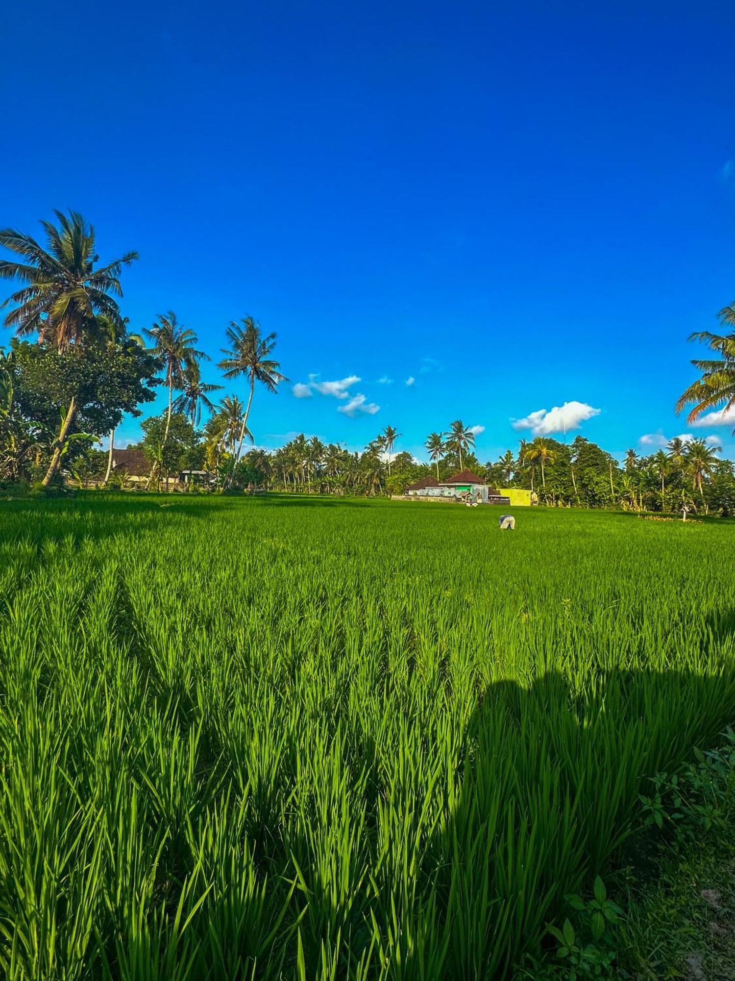 Nunu Bali Eco Friendly Retreat Hotel Canggu Екстериор снимка