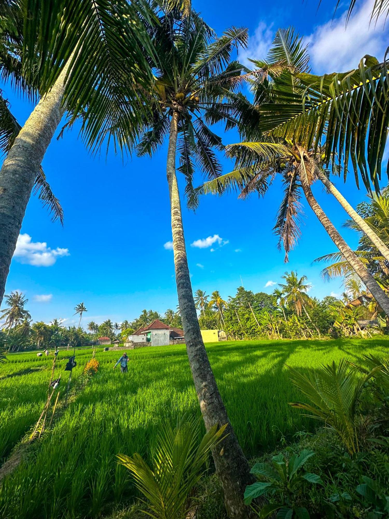 Nunu Bali Eco Friendly Retreat Hotel Canggu Екстериор снимка