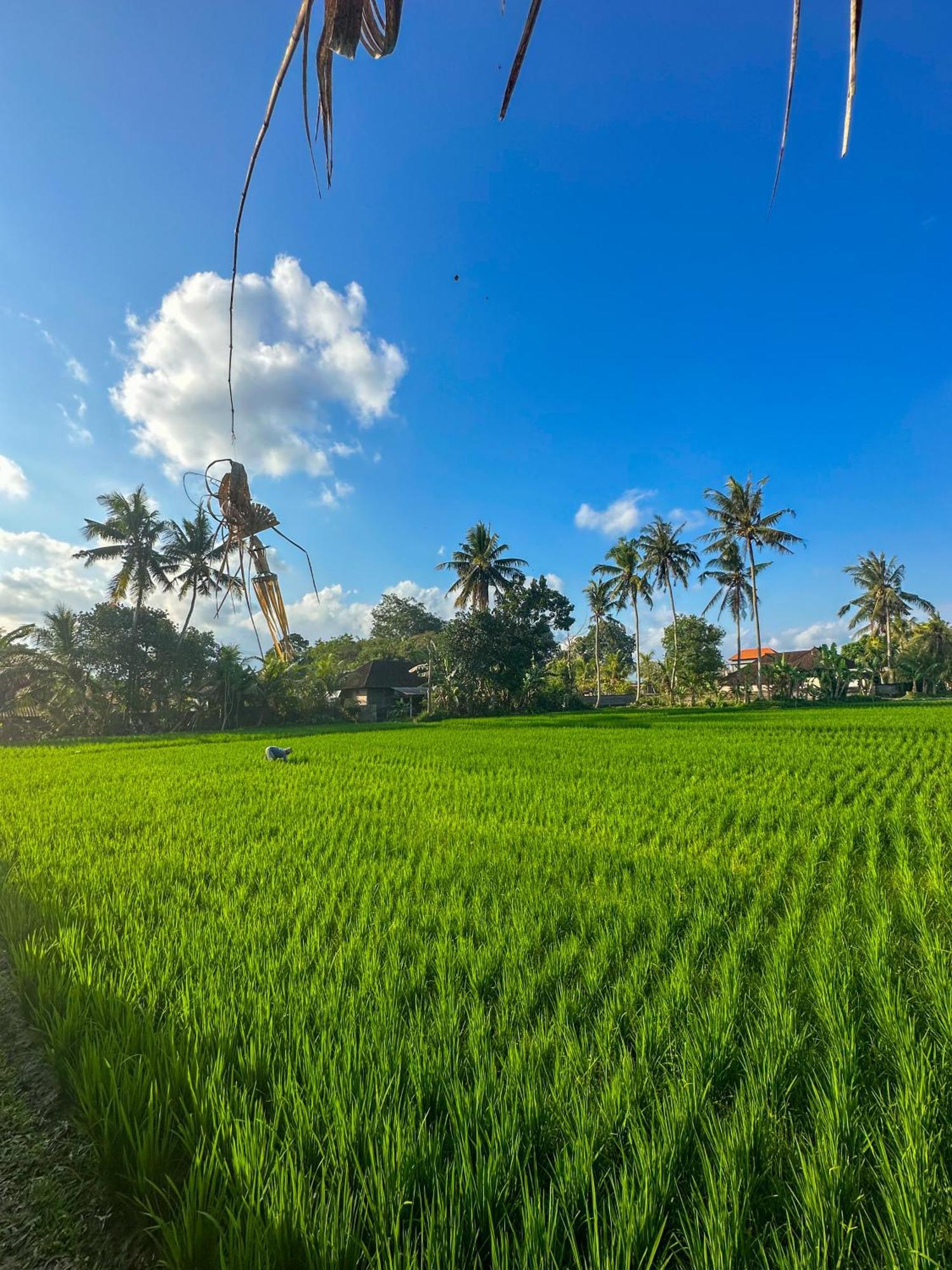 Nunu Bali Eco Friendly Retreat Hotel Canggu Екстериор снимка